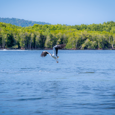 eagle watching